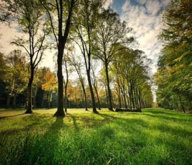 Prendersi cura degli alberi al parco San Grato