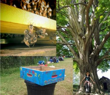 Festival della Natura vivere la Biodiversità - Ammiriamo la Natura a San Grato- I misteri di San Grato e Scopriamo le Api