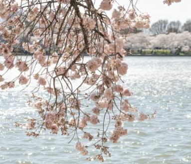 Yoga Flow e Handpan Live Experience