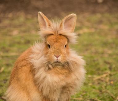 EXPO 2025 - Esposizione di conigli e galline