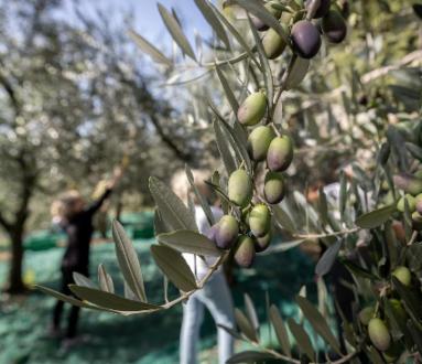 Mercato dell’olio e finissage