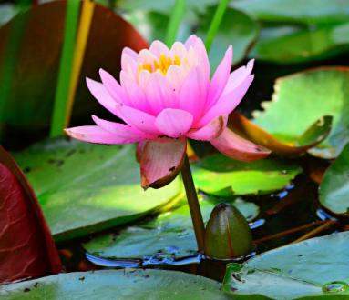 La Meditazione