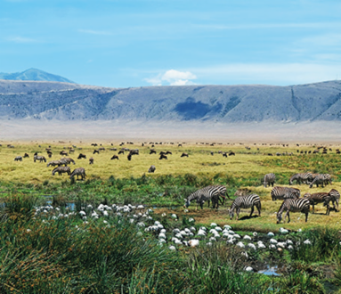 Safari Vibes - Tanzania, Kenya, Botswana e Zimbabwe