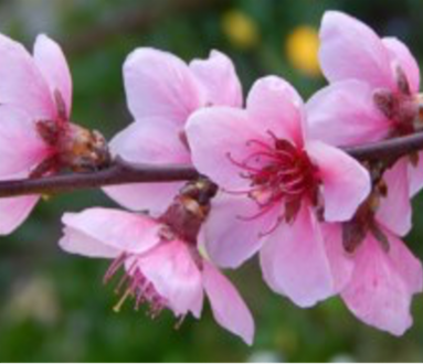 Festa della Rinascita