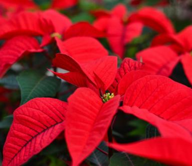 Concerto di Natale con I Cantori della Turrita